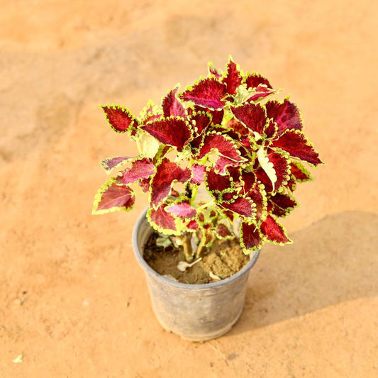 Potted plant with colorful leaves on a sandy background