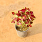 Potted plant with colorful leaves on a sandy background