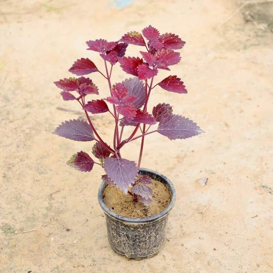 Potted plant with purple leaves on a beige background Online Plants in Gurgaon: Free Next-Day Delivery