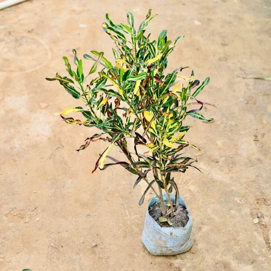 Croton plant with yellow and green leaves on a beige surface Buy Indoor Plants in Gurgaon haryali: Free Next-Day Delivery