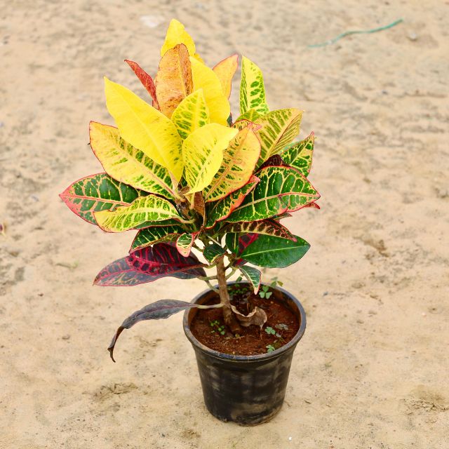 Croton Petra In 6 inch  Nursery Pot