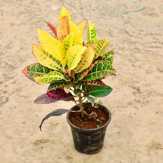 Croton Petra In 6 inch  Nursery Pot
