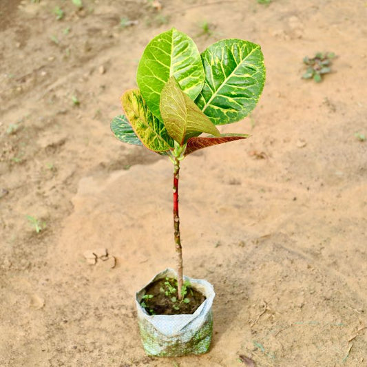 Croton Petra plant with green and red leaves on a sandy background Buy Indoor Plants in Gurgaon haryali: Free Next-Day Delivery