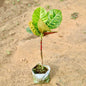 Croton Petra plant with green and red leaves on a sandy background Buy Indoor Plants in Gurgaon haryali: Free Next-Day Delivery