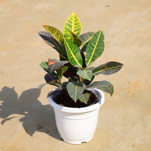 Croton Petra In 8 Inch White Pot