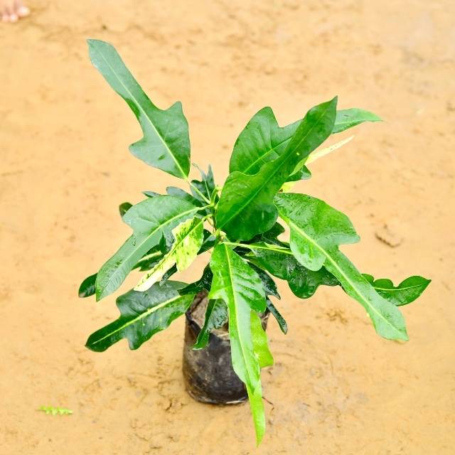 Croton Treshul Green In 7 Inch Nursery Bag