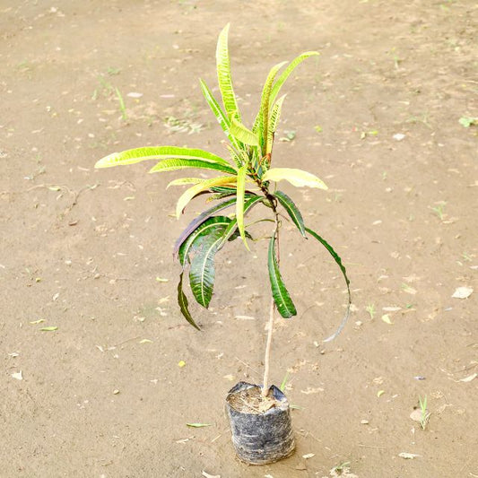  Croton Young tree in a pot on a sandy surface Buy Indoor Plants in Gurgaon haryali: Free Next-Day Delivery
