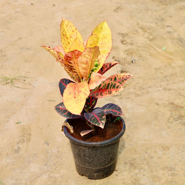 Croton plant with multicolored leaves on a beige surface Online Plants in Gurgaon: Free Next-Day Delivery