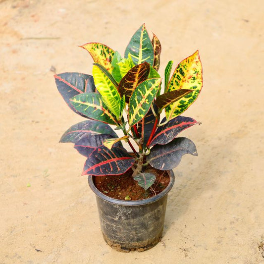Potted Croton plant with variegated leaves on a beige surface Online Plants in Gurgaon: Free Next-Day Delivery