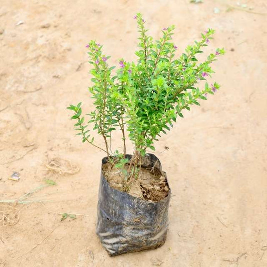 Cuphea plant in a black plastic bag on a beige background Buy Indoor Plants in Gurgaon haryali: Free Next-Day Delivery
