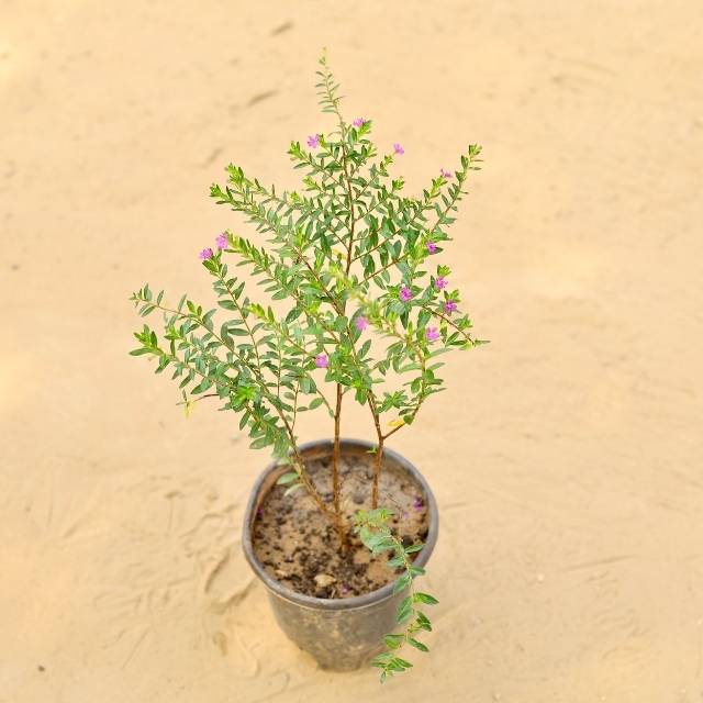 Cuphea Plant | False Heather Any Color In 6 Inch Nursery Pot