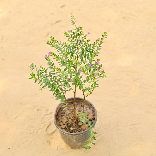 Cuphea Plant | False Heather Any Color In 6 Inch Nursery Pot