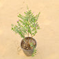 Cuphea Plant | False Heather Any Color In 6 Inch Nursery Pot