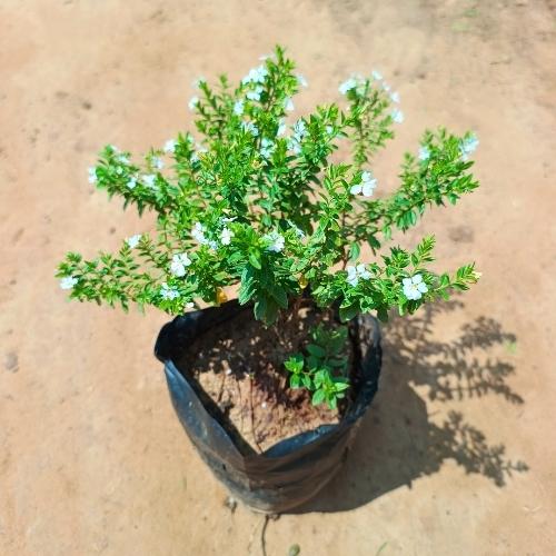 Cuphea White In 6 Inch Nursery Bag