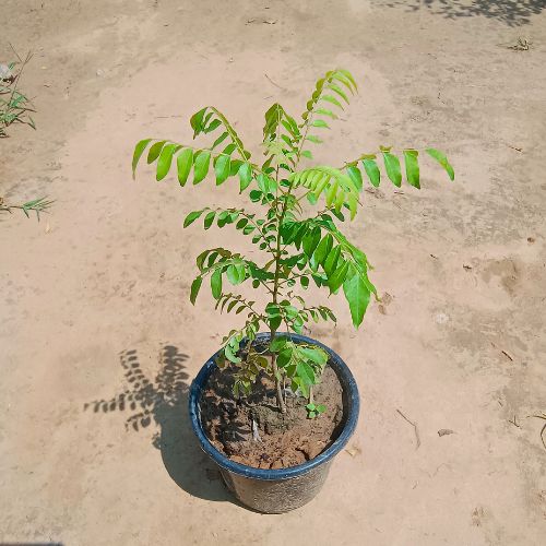 Curry Patta In 6 Inch Nursery Pot