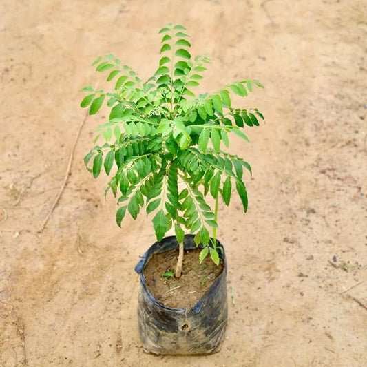Curry Patta  plant with green leaves on a beige background Buy Indoor Plants in Gurgaon haryali: Free Next-Day Delivery