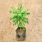 Curry Patta  plant with green leaves on a beige background Buy Indoor Plants in Gurgaon haryali: Free Next-Day Delivery