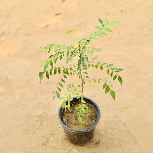 Curry Patta Plants In 6 Inch Nursery Pot