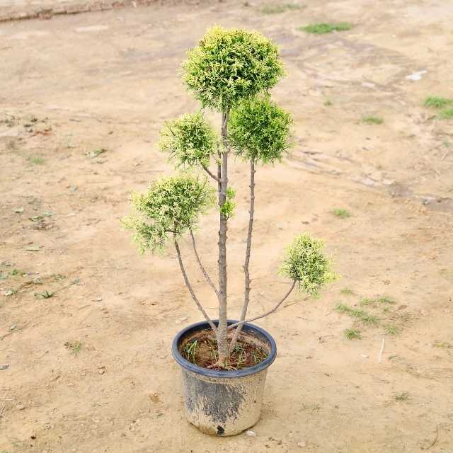 Cypress tree on a bare ground background Buy Outdoor Plants in Gurgaon haryali: Free Next-Day Delivery