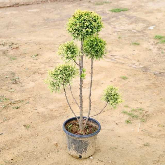 Cypress tree on a bare ground background Buy Outdoor Plants in Gurgaon haryali: Free Next-Day Delivery