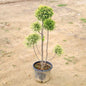 Cypress tree on a bare ground background Buy Outdoor Plants in Gurgaon haryali: Free Next-Day Delivery