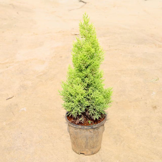 Cypress Goldcrest Potted coniferous tree on a beige background Buy Online Plants in Gurgaon: Free Next-Day Delivery