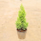 Cypress Goldcrest Potted coniferous tree on a beige background Buy Online Plants in Gurgaon: Free Next-Day Delivery