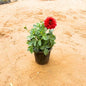 Potted plant with a red flower on a sandy surface