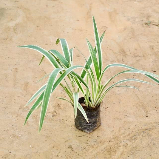 Dianella Tasmanica Variegata: Small plant on a beige background Buy Indoor Plants in Gurgaon haryali: Free Next-Day Delivery