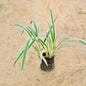 Dianella Tasmanica Variegata: Small plant on a beige background Buy Indoor Plants in Gurgaon haryali: Free Next-Day Delivery