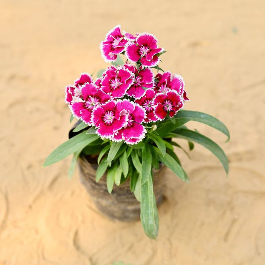 Dianthus Any Colour In 4 Inch Nursery Bag