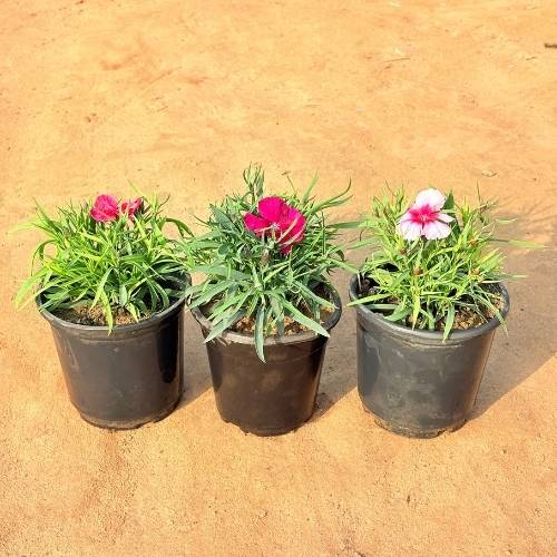 Set Of 3 Dianthus Hybrid In 5 Inch Nursery Pot