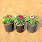 Set Of 3 Dianthus Hybrid In 5 Inch Nursery Pot
