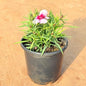 Dianthus Hybrid In 5 Inch Nursery Pot