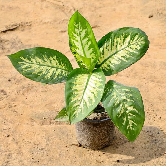 Dieffenbachia plant with green and yellow leaves on a beige background Buy Online Plants in Gurgaon: Free Next-Day Delivery