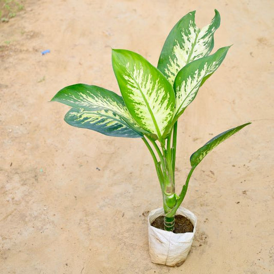 Potted plant with green leaves on a beige background Online Plants in Gurgaon: Free Next-Day Delivery