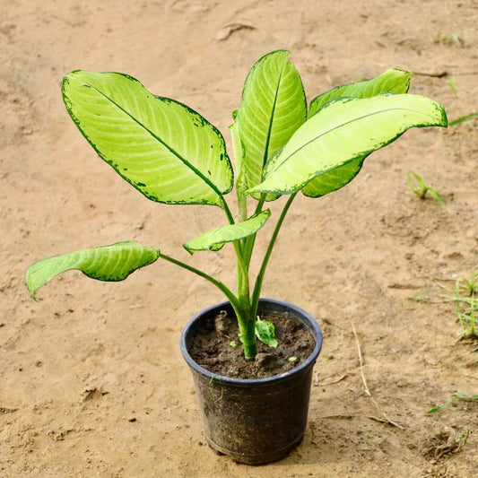 Dieffenbachia plant with large green leaves on a sandy background Buy Indoor Plants in Gurgaon haryali: Free Next-Day Delivery