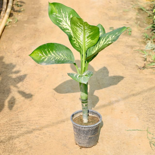 Dieffenbachia plant with green leaves on a sandy surface Buy Online Plants in Gurgaon: Free Next-Day Delivery