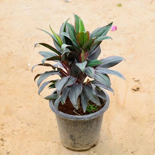 Dracaena Coffee In 6 Inch Nursery Pot