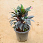 Dracaena Coffee In 6 Inch Nursery Pot