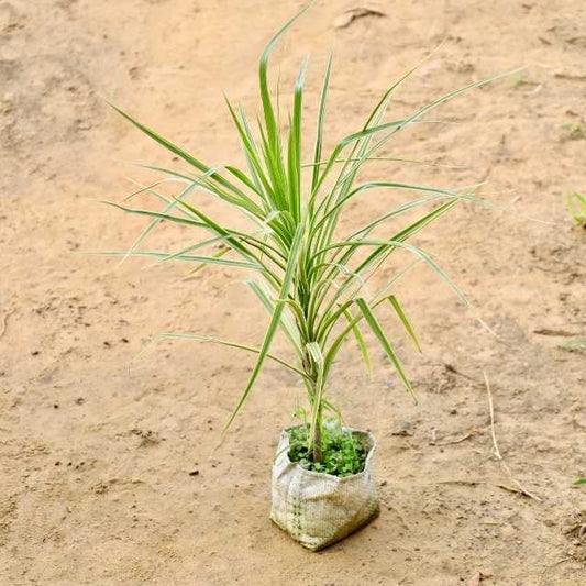  Dracaena plant in a fabric pot on sandy ground. Buy Indoor Plants in Gurgaon, Haryali: free next-day delivery.