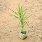  Dracaena plant in a fabric pot on sandy ground. Buy Indoor Plants in Gurgaon, Haryali: free next-day delivery.