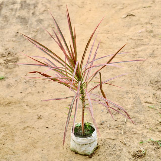 Dracaena plant with red and green leaves on a sandy background Buy Indoor Plants in Gurgaon haryali: Free Next-Day Delivery