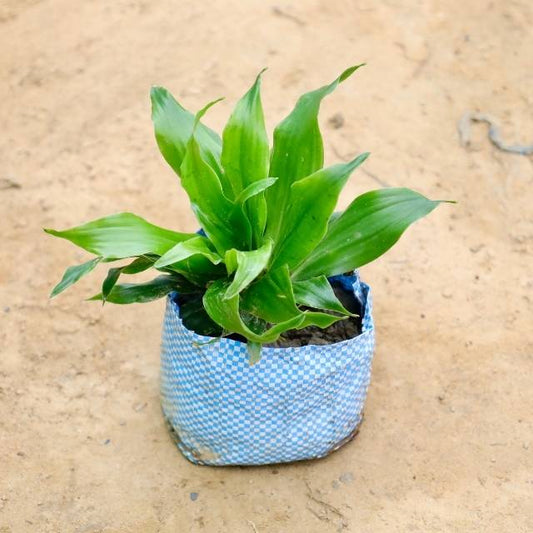 Dracaena Compacta plant with a blue woven pot on a beige surface Buy Indoor Plants in Gurgaon haryali: Free Next-Day Delivery