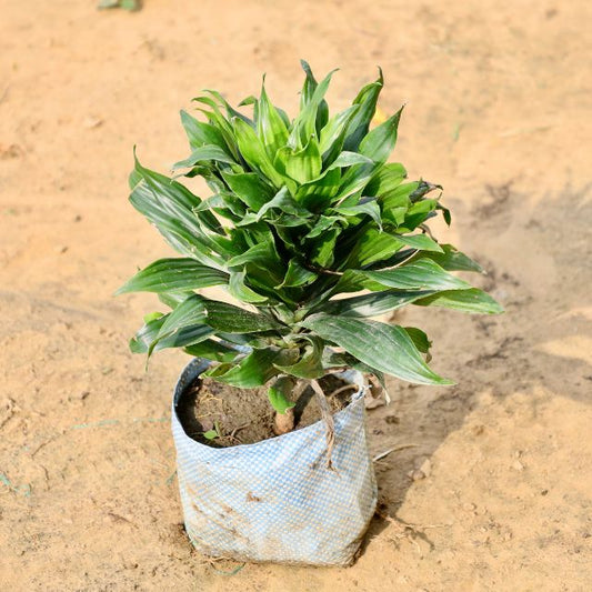 Dracaena Compacta In 7 Inch Nursery Bag
