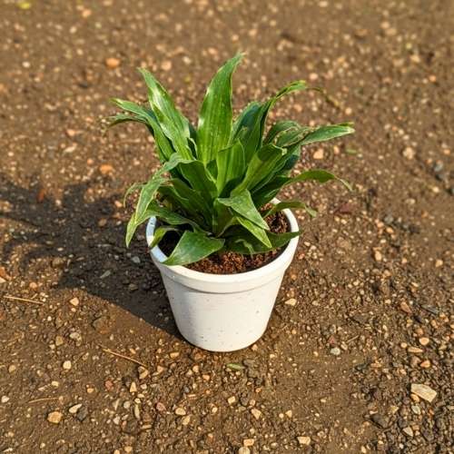 Dracaena Compacta In 4 Inch White Ceramic Pot
