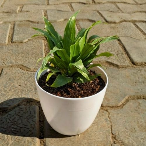 Dracaena Compacta In 4 Inch White Plastic Pot