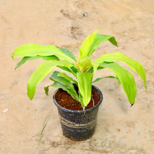 Dracaena Golden plant with green leaves on a beige background. Buy Online Plants in Gurgaon: Free Next-Day Delivery