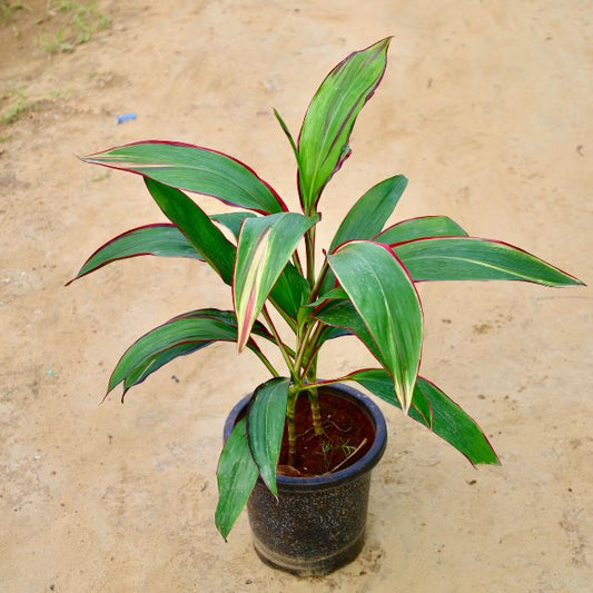 Potted plant with green leaves and red edges on a beige background Online Plants in Gurgaon: Free Next-Day Delivery