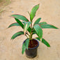 Potted plant with green leaves and red edges on a beige background Online Plants in Gurgaon: Free Next-Day Delivery
